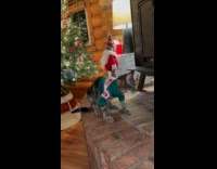 Cat wear sweater froze and fall down