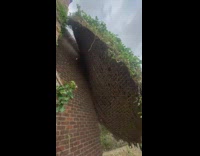 Video of a vine wall being pulled off of a brick wall in one piece 
