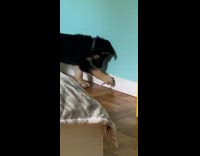 Black brown puppy door stopper spring blue