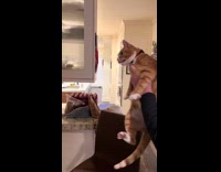 Collab Clips MPUGC - Orange cat meets brown puppy scared