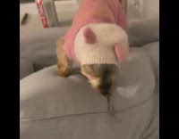 Yorkie dog wears pink pig sweater costume