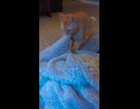 Cat biting and kneading on blanket