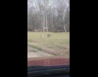 two grey birds fight grass field car