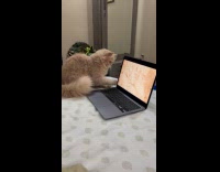 Collab PLC - Cat watches and catches lizard from laptop