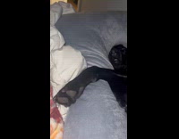 Dog loves to sleep in pregnancy pillow