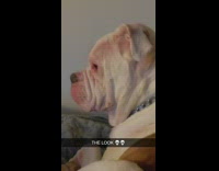 Bulldog dog barks in bed ignores girl 