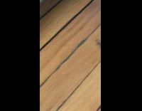 Baby lizard gets caught by spider pt 1