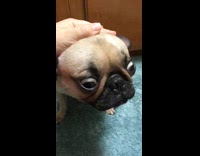 molly pug show audition bathroom red sweater