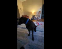 Woman ask dog for paw until annoyed