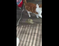 Orange cat try to hide floor vomit