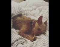 Small dog chews on toothbrush