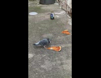 Pigeon eats cheese pizza