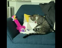 Grey cat lays next to animal toy and pillow 