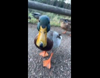 Very close encounter with duck