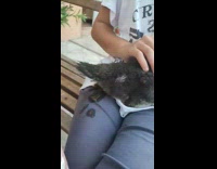 Duck poop on guy feed fruit laugh