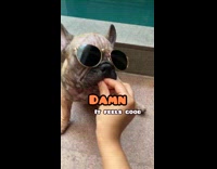 Collab PubityPets - Frenchie Dog tells Siri to call his girlfriend 