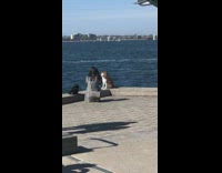 white brown dog edge river