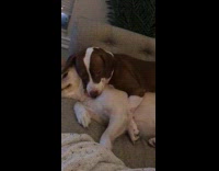 Brown dog big spoon licks white dog