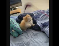 Brown white kitten purple black feather toy 