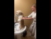 Dog squirming looks like dancing