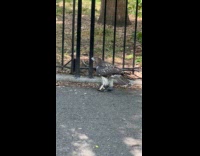 Collab WINY - Hawk hold dead pigeon walk on ground