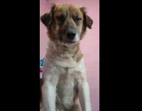 Dog try not to sleep pink wall