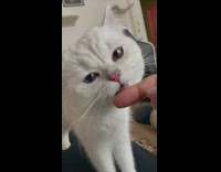 White cat licks the tip of owners finger recording 
