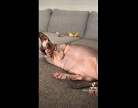 Lady Taps Pet Sphinx Cat on Belly