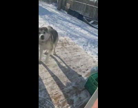 Husky dog doesnt want to go inside 