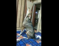 Large grey and brown dog howls bed 