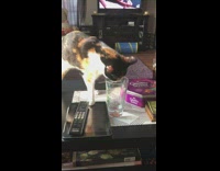 Tri color cat drinks from water glass 