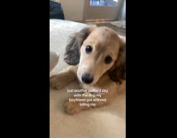 Puppy looks at hooman awkwardly