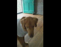 Golden retriever brings baby toy on command 