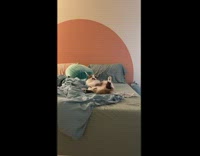 White cat with black mustache on floor and on bed 