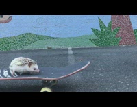 music hedgehog riding skateboard on road