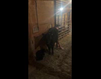 Woman couldnt get out from barn