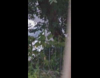 Person waves back to leaf  that waves