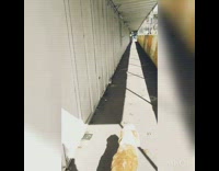 Brown and White Dog Walks on Black Leash to Mission Impossible Song