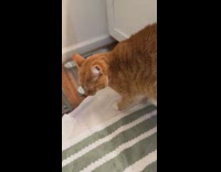 Cat not eating after vet says its overweight