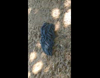 Ball of blue caterpillars in a ball