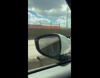 Dog jumps out car window on road