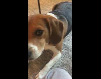 Dog tries to bite bone treat