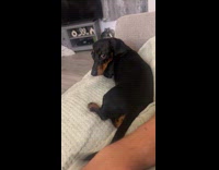 Dachshund mad at hooman stopping pets