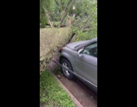 Fallen tree nearly misses girls car 