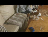 Brown dog falls off coffee table couch