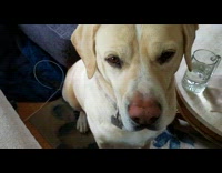 Cats and dogs surround filmer with pizza