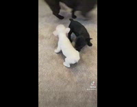 Black dog is suspicious of white puppy