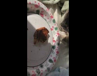 Cat tries to eat grilled cheese sandwich 