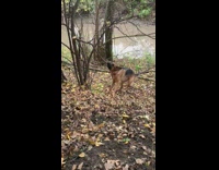 Collab Clips mpugc - German Shepard brown dog pulling on entire tree branch
