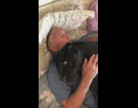 Black Leopard Playfights with Man in Bed